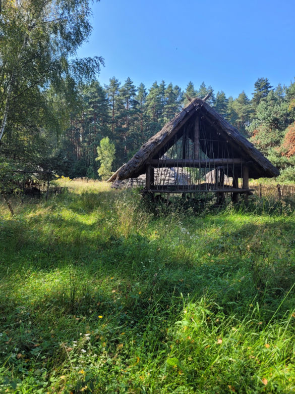 Prastara Puszcza Dulowska w Małopolsce. Spotkasz tam nawet łosie! 