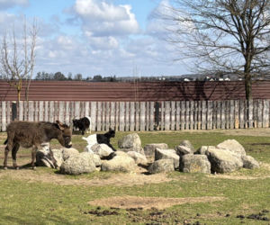 Słodka kózka z Wojciechowa szuka imienia