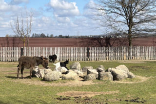 Słodka kózka z Wojciechowa szuka imienia