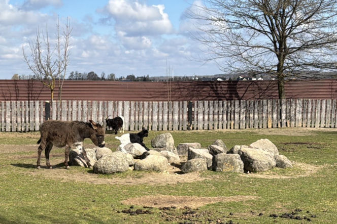 Słodka kózka z Wojciechowa szuka imienia