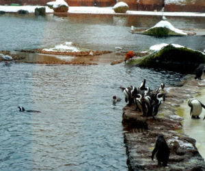 Zwierzęta we wrocławskim zoo zimą