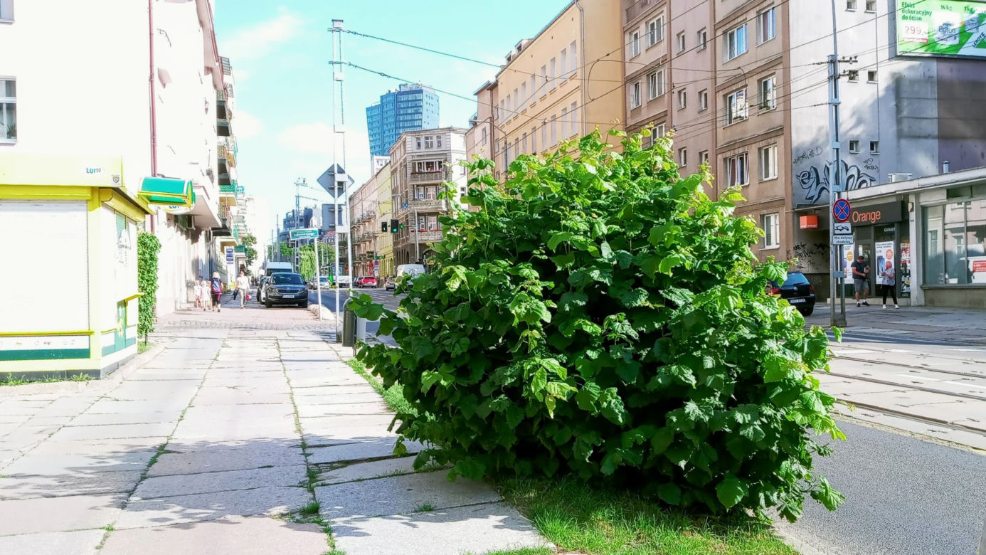 Wycięte drzewa w centrum Szczecina nagle odżyły