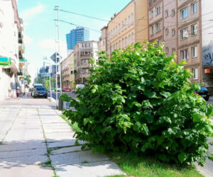 Wycięte drzewa w centrum Szczecina nagle odżyły