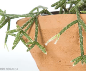 Erythrorhipsalis