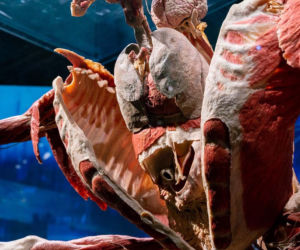 Body Worlds