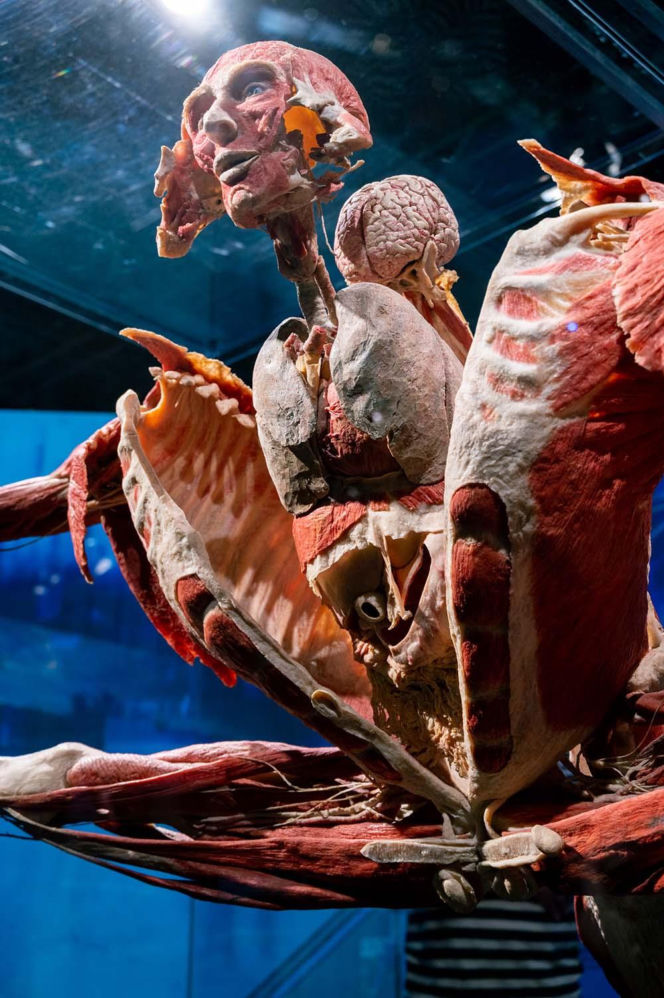 Body Worlds