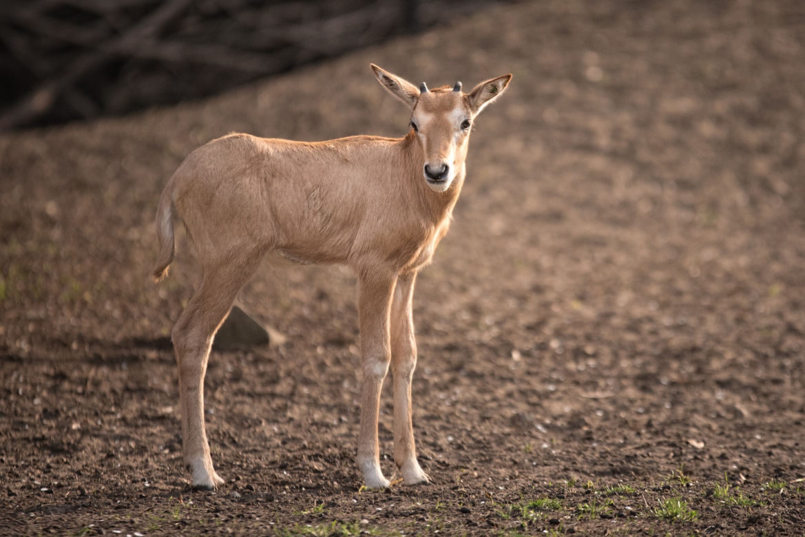 Baby boom we wrocławskim zoo
