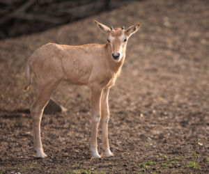 Baby boom we wrocławskim zoo