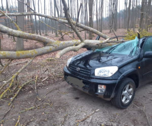 Trzcianka. Drzewo runęło na auto! Kierowca został ranny