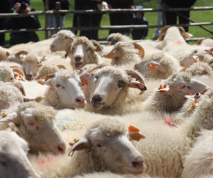 Wiosenny redyk w Ludźmierzu