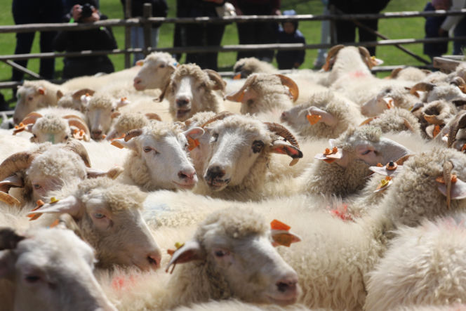 Wiosenny redyk w Ludźmierzu