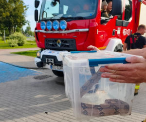 Boa dusiciel pod skarbówką w Iławie! Zamiast węża w kieszeni był wąż na ulicy