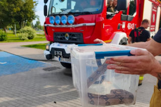 Boa dusiciel pod skarbówką w Iławie! Zamiast węża w kieszeni był wąż na ulicy