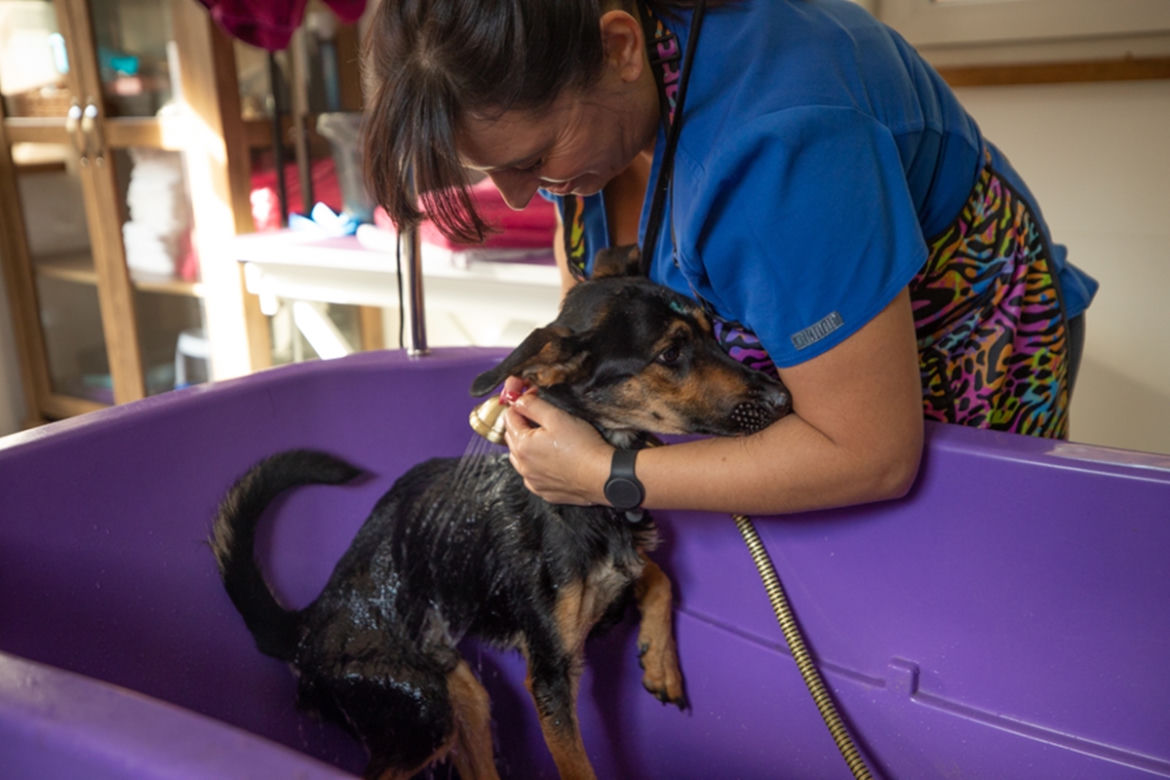 Przemyśl. U nich psy nie czekają na adopcję w klatkach [GALERIA]	