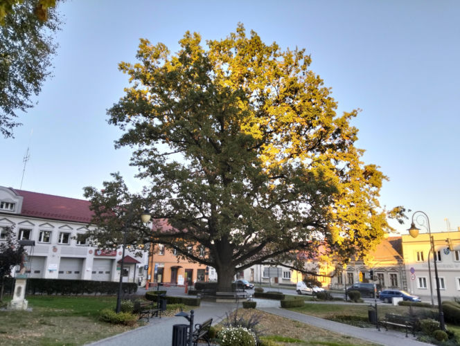 To miasto w województwie małopolskim ma jeden z najpiękniejszych rynków. Olśniewa również zabytkowym ratuszem