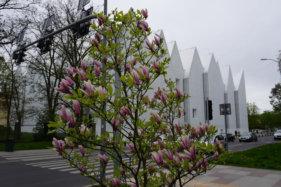 Szlak magnolii Szczecin