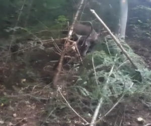 Leśnicy z Dynowa uratowali  sarnę zaplątaną we wnyki [ZDJĘCIA]