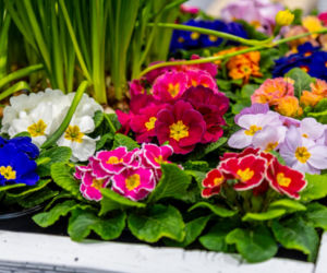 Sadzonki i cebulki kwiatów - Targi Garden 2026 Ptak Expo