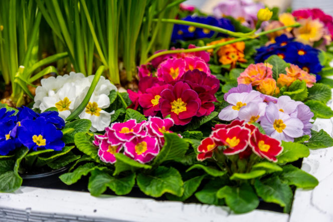 Sadzonki i cebulki kwiatów - Targi Garden 2026 Ptak Expo