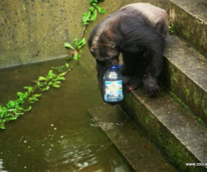 Zabezpieczanie zoo przed powodzią w 1997 roku