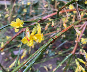 Zimokwiat. Kwiat, który kwitnie zimą