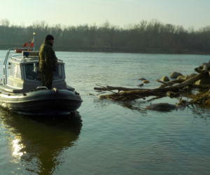 Pechowa przeprawa łosia 