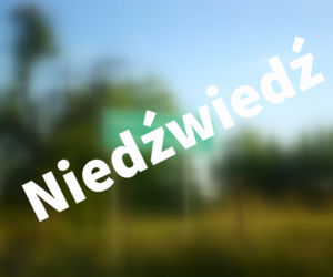 Niedźwiedź