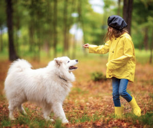Samojed