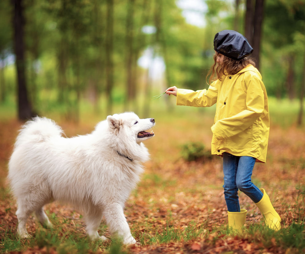 Samojed