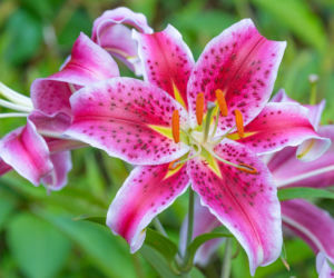 Lilia 'Stargazer'