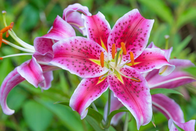 Lilia 'Stargazer'