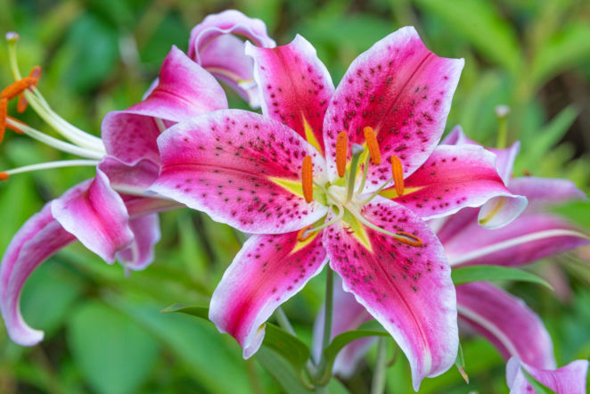 Lilia 'Stargazer'