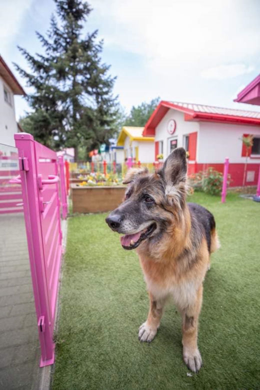 Przemyśl. U nich psy nie czekają na adopcję w klatkach [GALERIA]	