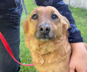 Zwierzę to nie prezent – apel ze schroniska