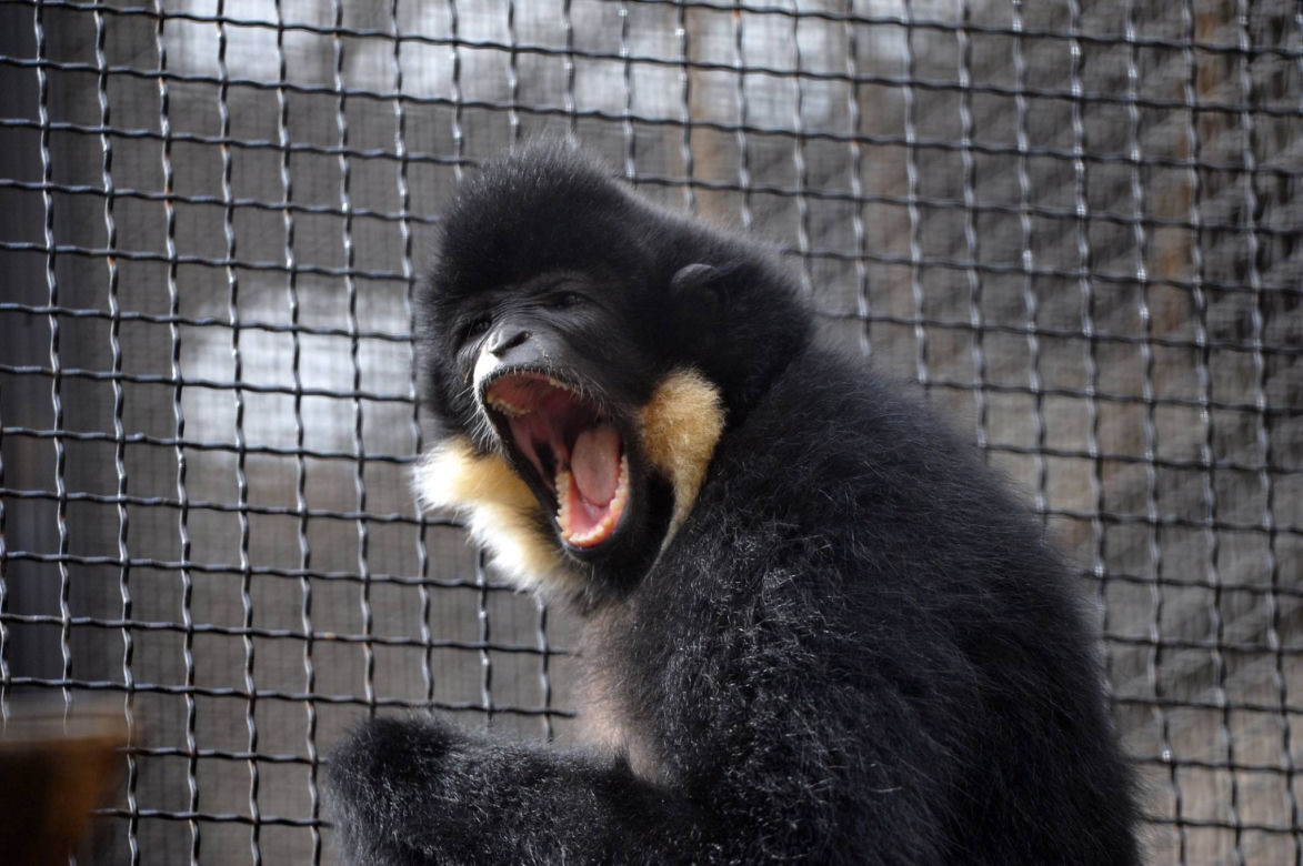Karnawał w warszawskim zoo