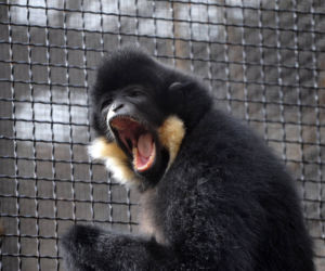Karnawał w warszawskim zoo