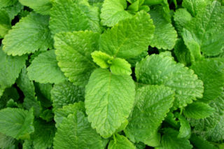 Melisa lekarska - Melissa officinalis