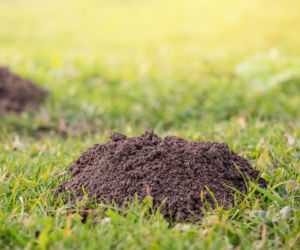 Czy ziemia z kopców kreta nadaje się do uprawy ziół?