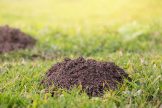 Czy ziemia z kopców kreta nadaje się do uprawy ziół? Odpowiada ekspert