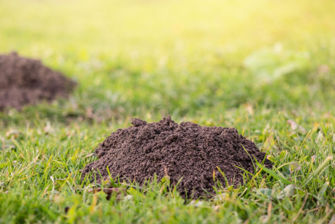 Nabij na pal i włóż do kopca kreta. Szkodnik ucieknie z popłochem i już nie wróci w tym roku. Humanitarny sposób na pozbycie się kreta z ogrodu 
