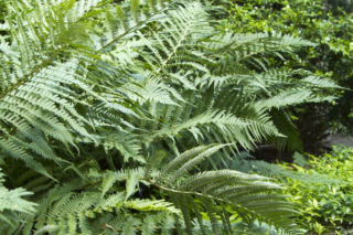 Wietlica samicza - Athyrium filix-femina