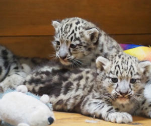 Ale słodziaki! W warszawskim ZOO urodziły się trzy irbisy śnieżne. Są już imiona