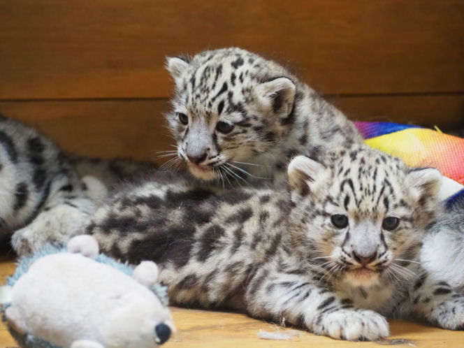 Ale słodziaki! W warszawskim ZOO urodziły się trzy irbisy śnieżne. Są już imiona