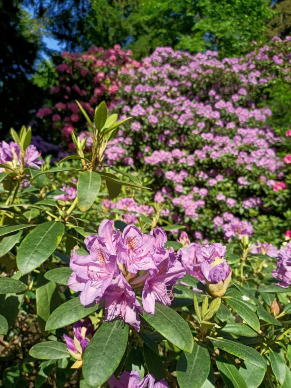 Arboretum Kórnickie - raj dla miłośników pięknych roślin