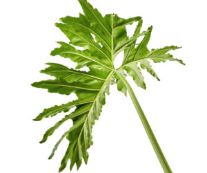 Filodendron podwójnie pierzasty