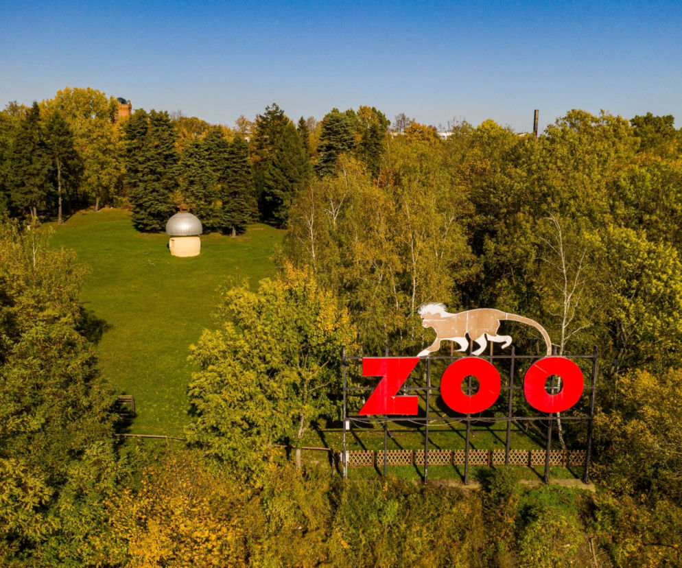 Szczekają, nie jedzą mięsa, lubią Dziki Zachód. To nowi mieszkańcy Zoo Płock [WIDEO, ZDJĘCIA]