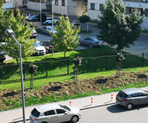 Dziki ostro harcują w Krakowie!