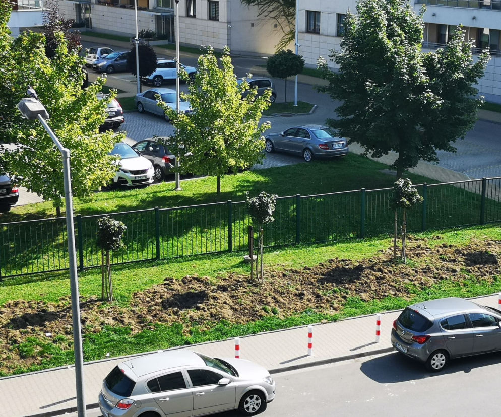 Dziki ostro harcują w Krakowie!