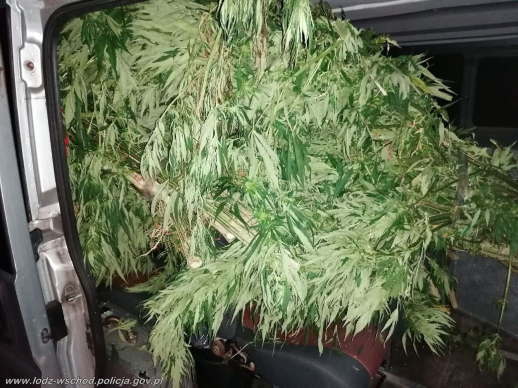 Ogromne plantacje marihuany w lesie pod Tuszynem! Akcja policji trwała tam kilka godzin!