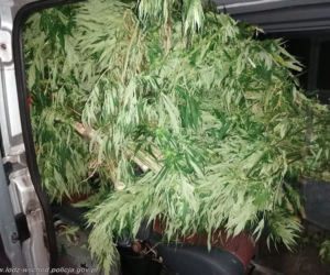 Ogromne plantacje marihuany w lesie pod Tuszynem! Akcja policji trwała tam kilka godzin!